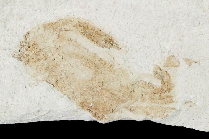 Partial, Miocene Pea Crab (Pinnixa) Fossil - California #141601